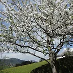 Ronacher Lägenhet Abtenau