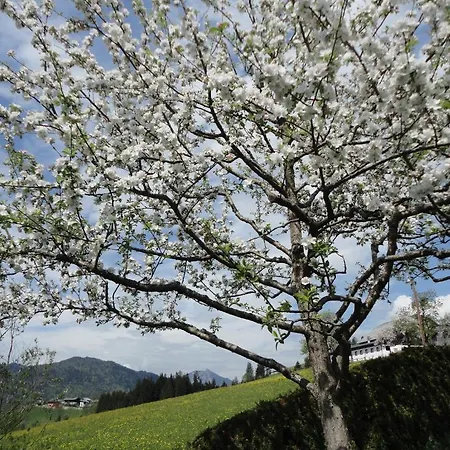 Ronacher Apartman Abtenau