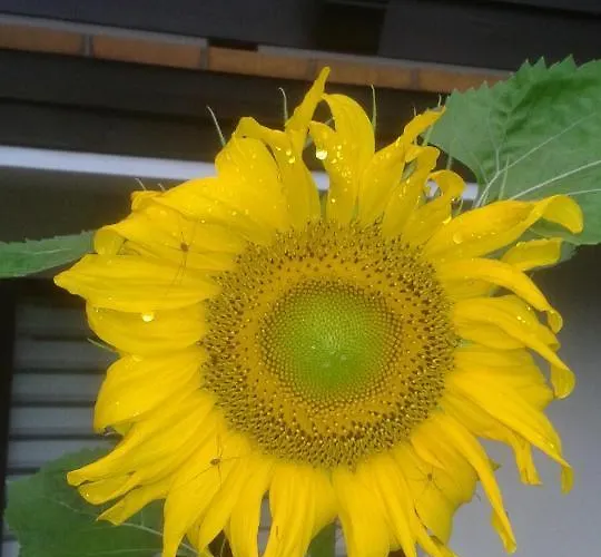 Appartement Ronacher *